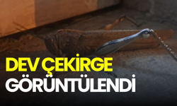 Diyarbakır'da dev çekirge paniği: Boyu 25 santimetreye ulaşıyor