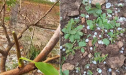 Gaziantep'te fırtına ve dolu fıstık ve zeytin bahçelerini vurdu