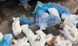 İzmir’de 33 ölü kedi dehşeti! Gözaltına alınan veteriner için tutuklama talebi