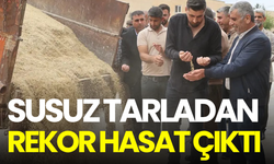 Susuz tarladan rekor hasat: 6 dönümden çıkan verim çiftçiyi şaşırttı