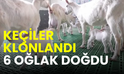 Çin’de Saanen keçileri klonlandı: “Toplu klonlama” ile 6 oğlak doğdu
