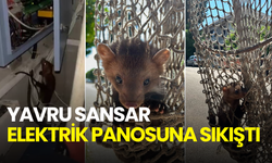 Elektrik panosuna sıkıştı! Yavru sansar itfaiye ekiplerince kurtarıldı
