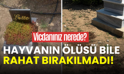 Hayvanın ölüsü bile rahat bırakılmadı: Konya’daki karar tepki topladı