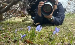 Kartepe’de Sabahın Erken Saatlerinde Keltepe Çiğdemi Mesaisi