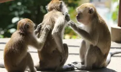 Kaşınan yeri kaşımak neden anında rahatlatır?