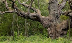 Sherwood’daki 1200 Yıllık Büyük Meşe Öldü