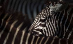 Zebra çizgilerinin “sırrı” sineklerde saklıymış