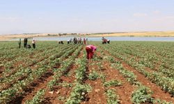 Sebzede yıllık artış yüzde 60,71’i geçti: Tarım ÜFE haziranda yükseldi
