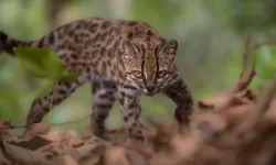 Bolivya’da 1,4 milyon yıllık ayrım: Leopardus tilcayo yeni kedi türü olarak tanımlandı