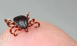 Çorum’da KKKA alarmı: 64 yaşındaki kadın hayatını kaybetti