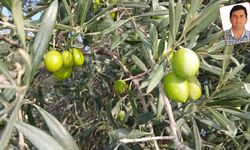Akhisar’da Zeytin Fiyatları Protestosu: Komisyoncular Elek Kapatıp Toplatmayı Durdurdu