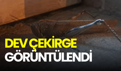 Diyarbakır'da dev çekirge paniği: Boyu 25 santimetreye ulaşıyor