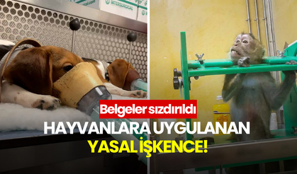 Hayvanlara uygulanan "yasal işkence"nin belgeleri sızdı!