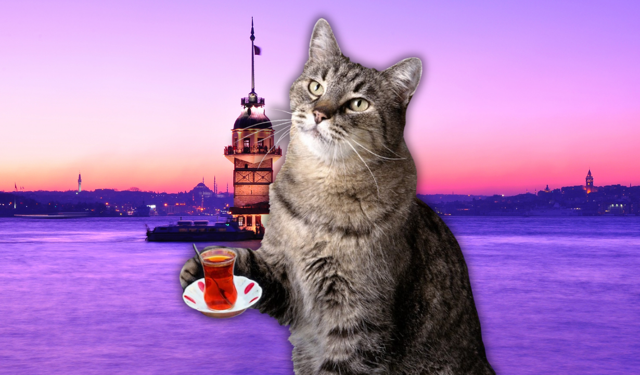 BBC İstanbul kedilerini dünyaya anlattı! “Turistler selfie için sıraya giriyor”