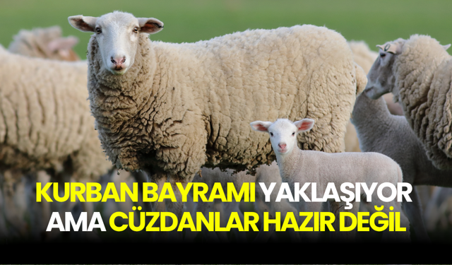 Kurban fiyatları uçtu: Yurt içinde 18 bin TL, yurt dışında 7 bin TL