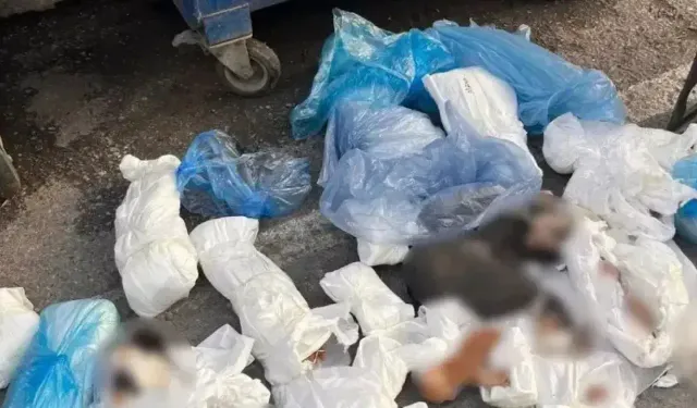 İzmir’de 33 ölü kedi dehşeti! Gözaltına alınan veteriner için tutuklama talebi