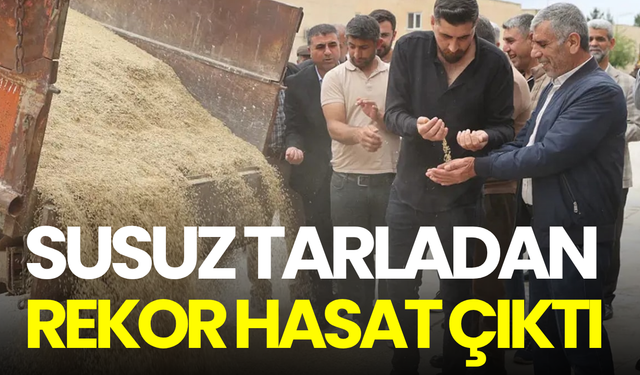 Susuz tarladan rekor hasat: 6 dönümden çıkan verim çiftçiyi şaşırttı