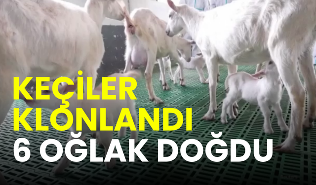 Çin’de Saanen keçileri klonlandı: “Toplu klonlama” ile 6 oğlak doğdu