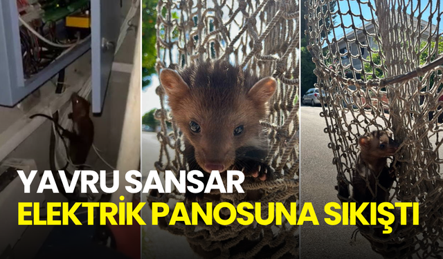 Elektrik panosuna sıkıştı! Yavru sansar itfaiye ekiplerince kurtarıldı