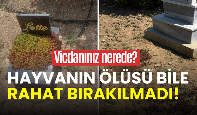 Hayvanın ölüsü bile rahat bırakılmadı: Konya’daki karar tepki topladı