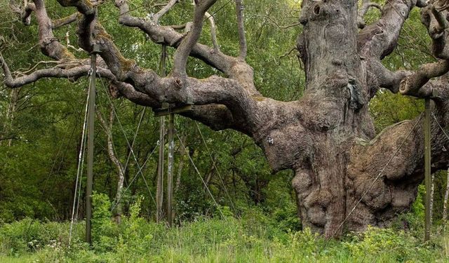 Sherwood’daki 1200 Yıllık Büyük Meşe Öldü
