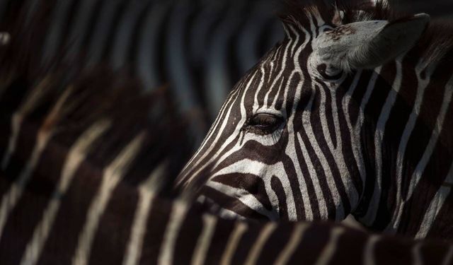 Zebra çizgilerinin “sırrı” sineklerde saklıymış