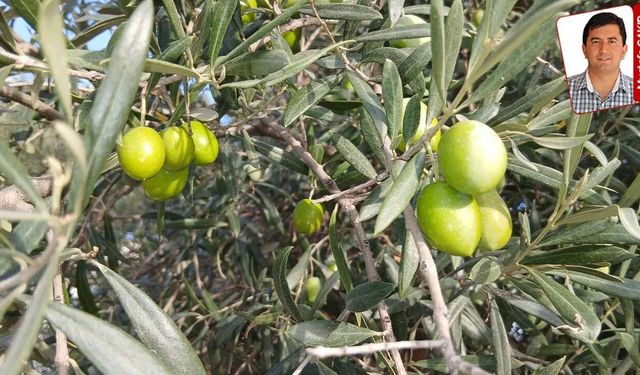 Akhisar’da Zeytin Fiyatları Protestosu: Komisyoncular Elek Kapatıp Toplatmayı Durdurdu