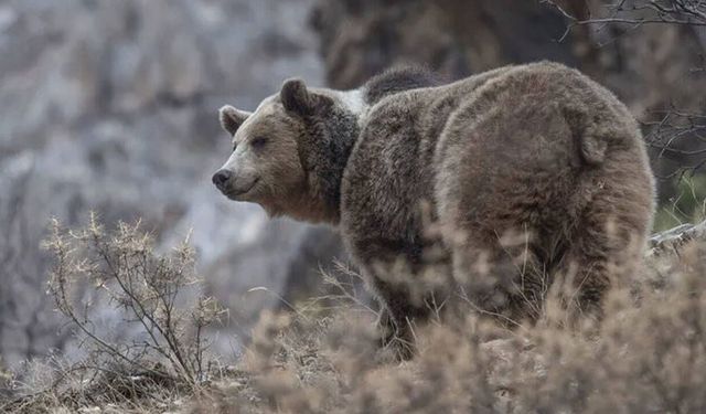Bingöl Kiğı’da 3 Bozayı Öldürülmüş Bulundu: Valilik Delilleri İnceliyor