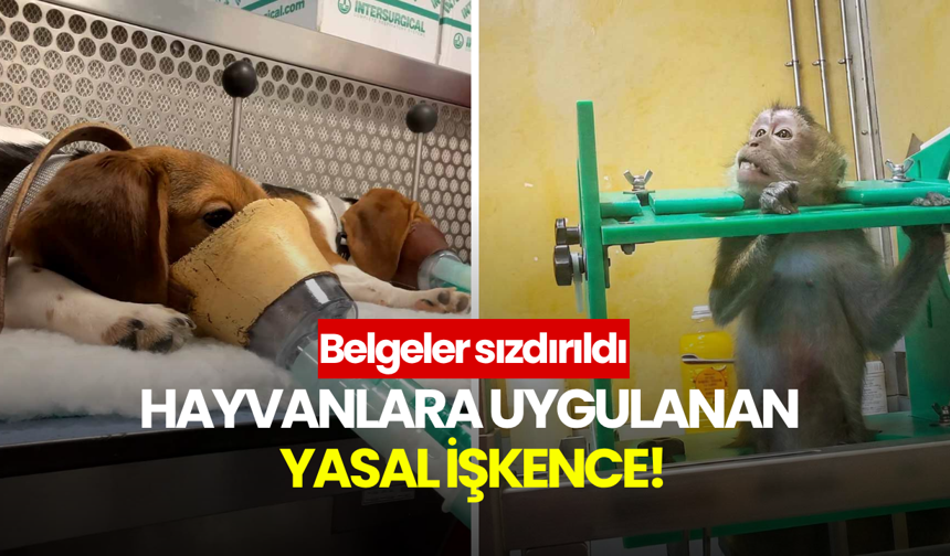 Hayvanlara uygulanan "yasal işkence"nin belgeleri sızdı!