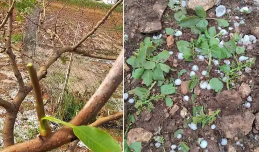 Gaziantep'te fırtına ve dolu fıstık ve zeytin bahçelerini vurdu
