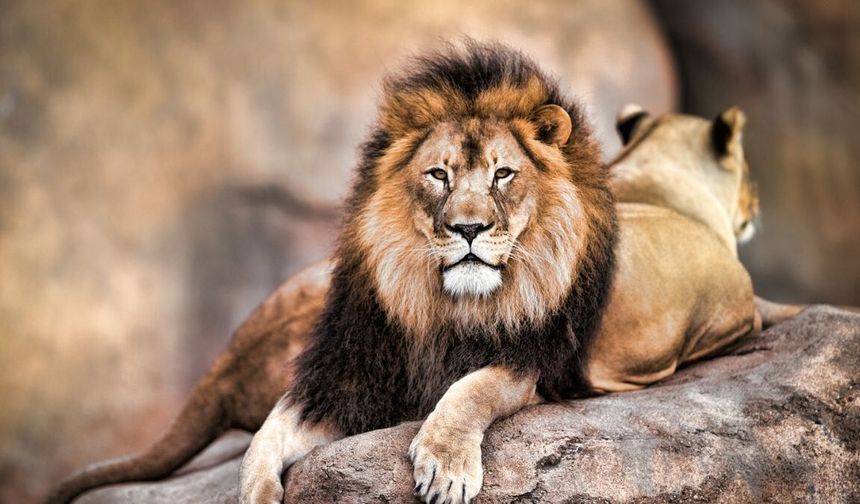 Afrika’da “insan sesi” hayvanlarda aslanlardan daha fazla korku yaratıyor
