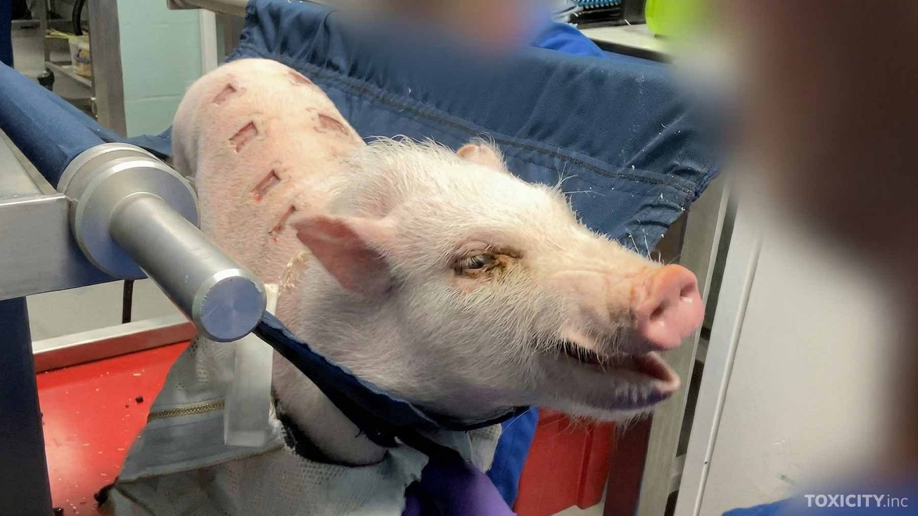 Pig 03 Web 1800X1013Px