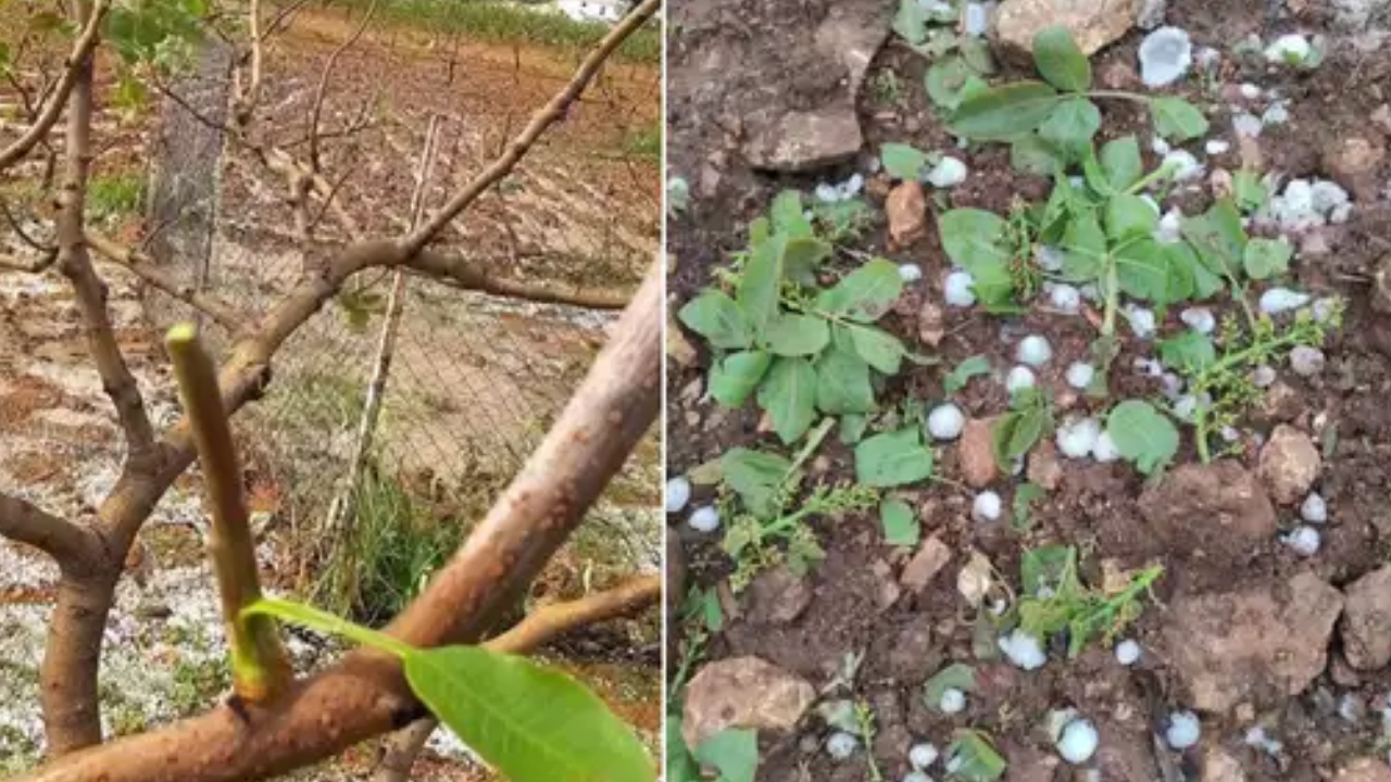 Gaziantep'te fırtına ve dolu fıstık ve zeytin bahçelerini vurdu