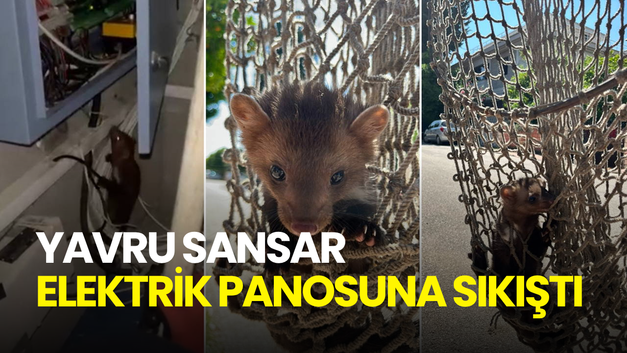 Elektrik panosuna sıkıştı! Yavru sansar itfaiye ekiplerince kurtarıldı