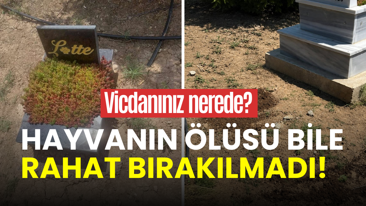 Hayvanın ölüsü bile rahat bırakılmadı: Konya’daki karar tepki topladı